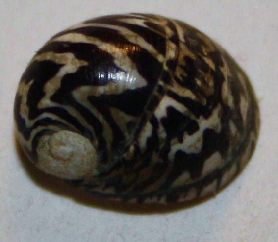 Theodoxus fluviatilis?